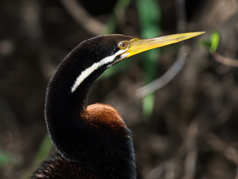 Darter